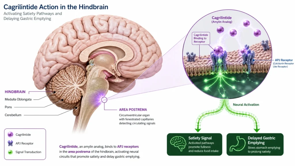 cagrilintide_brain_diagram