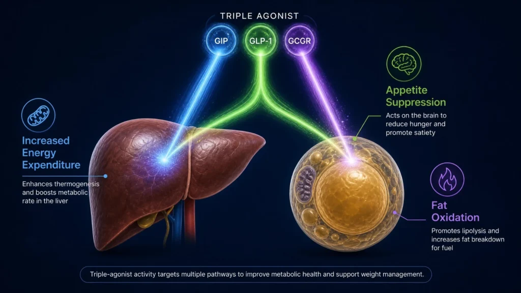 triple_agonist_illustration